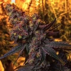 The Exotic Strains - (Prod. By The Deity Complex)