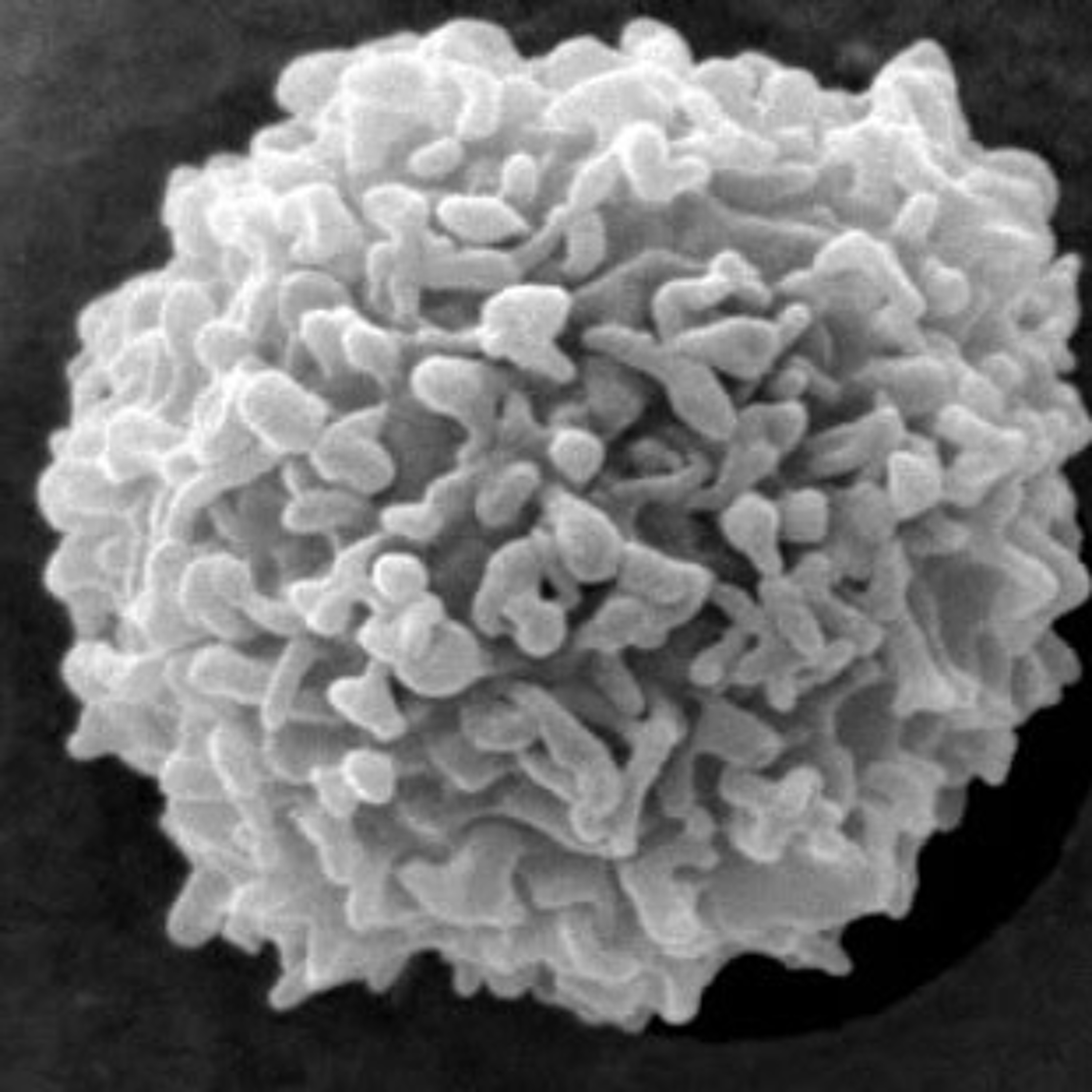 The power of intracellular pathogens: how they “take down” the immune system