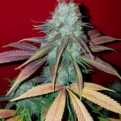 35 Beats- Reggae Rap & Dancehall $10.000