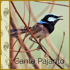 Canta Pajarito - Songbook: Ibiza Sagrada 19