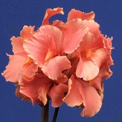 M A R I A vol 2 Acoustic