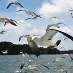 ISLAND OF SEAGULL IN LOVE         ELDANY      BRASOLA