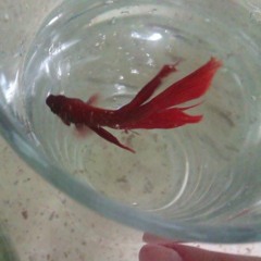 Splash (original mix)