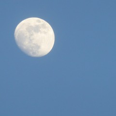 Silk - Wolf Alice - Jazz Lingard cover