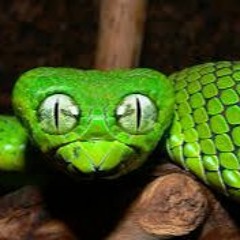 When the snakes are out