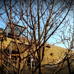 午後の陽光（Afternoon sunlight）