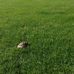 The Tortoise