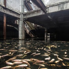 basement freak torpedo fish - Howtofishacashmoneyband.ish x