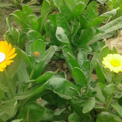 Miss Universe theme music