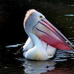Seigneur Pelican