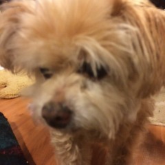 4. dark days [ pup cover ]