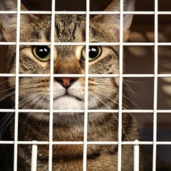 Cages Full Of Light (Live)