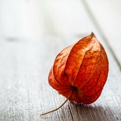 شويه حبايب - حمزه نمرة