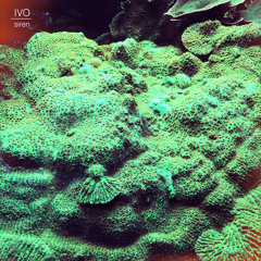 Premiere | Ivo - Siren (MTMBT Remix) Traktor Music