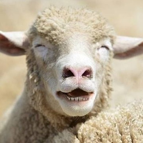 303 P'tits Moutons // WAV