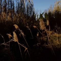 .. poesia.. malinconica.. sull'impotenza.. lacrima.. che mentendoti.. chiami sudore..