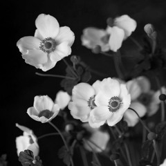APRICITY