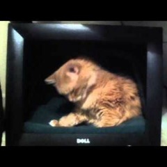 There's Always Room for More Cats