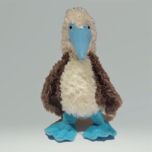 Blue Footed Booby Birds