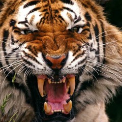 Tigerz in tha Jungle