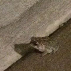 thursday girl (mitski cover)