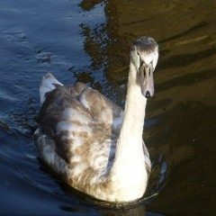 Swans