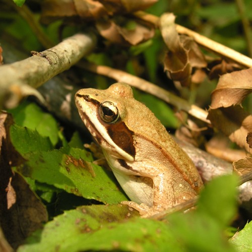 Stream episode Chorus of Wood Frogs by Mass Audubon podcast Listen