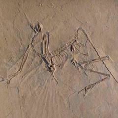 To Flap, Perchance To Fly