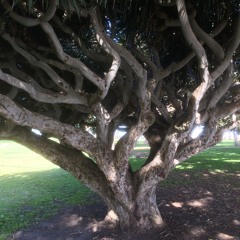 Trina Dances...with the angels