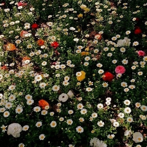 Droppin Seeds Remix (Prod. Tyler, The Creator)