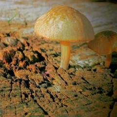 Chasing a dream castle 2018