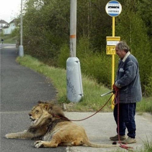 The Merry Beast of the Bus Stop