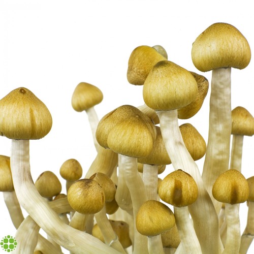 Mazatapec