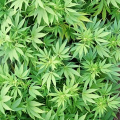 Irish Spring (Prod. By RL The Horse)