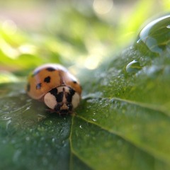 BEAT//PRO//KONEHO//VOL.VII