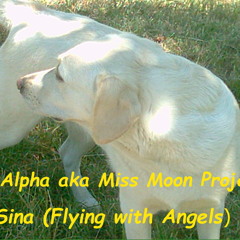 Sina (Flying with Angels)