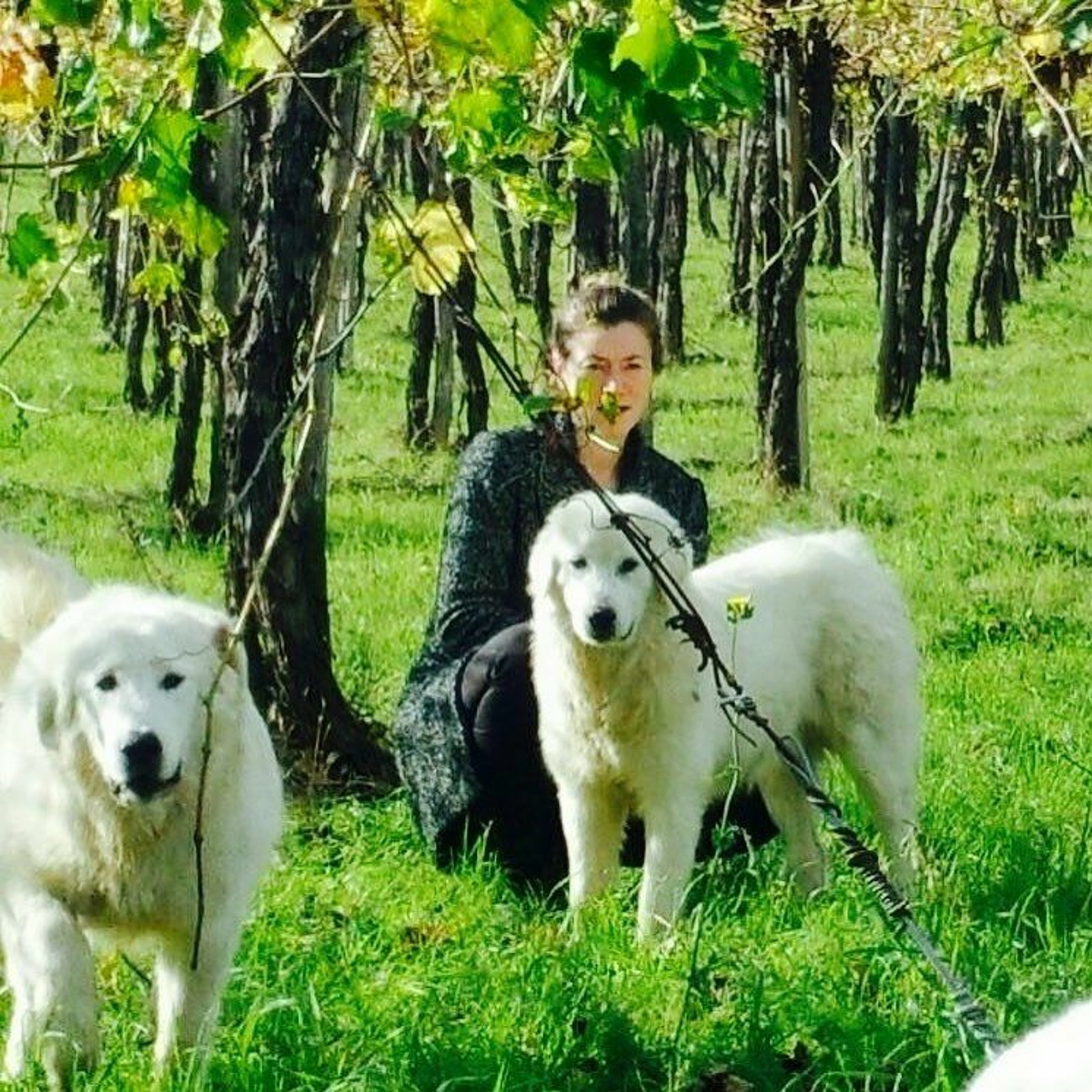Wine Podcast: The Honest Pour with John Lenart