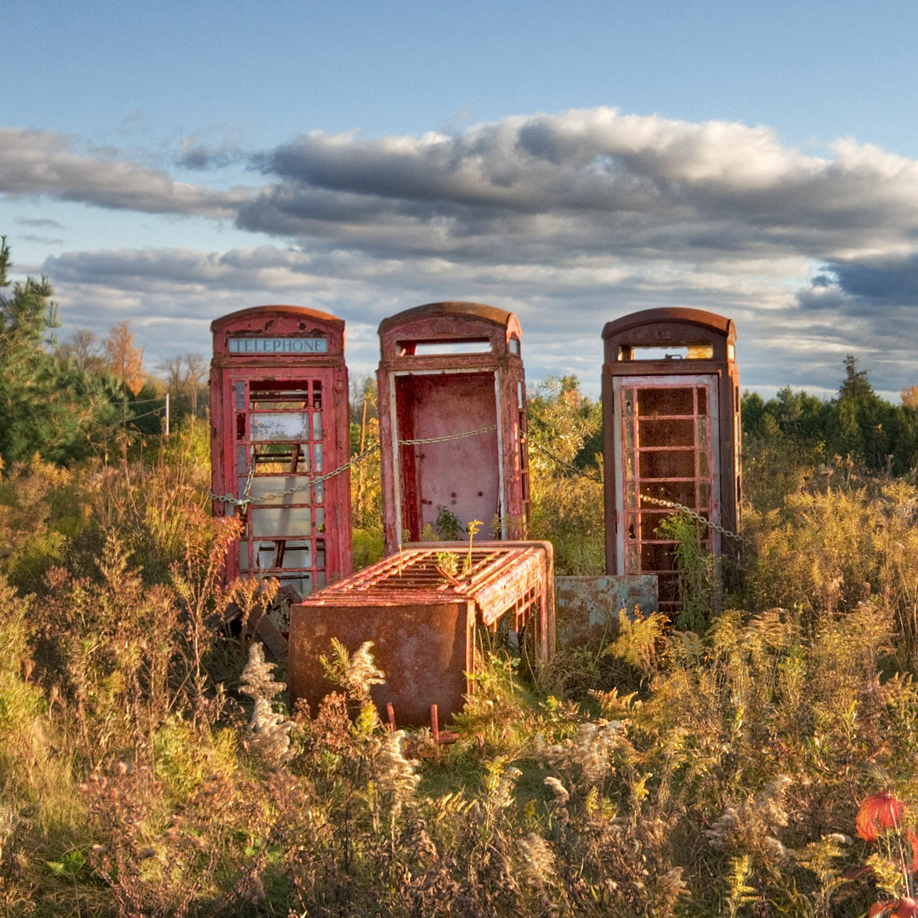 Birds that dared to fly