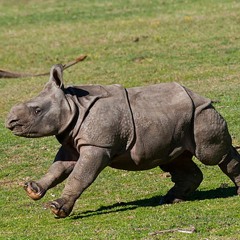 Save The Rhino - Rhino Anthem Song