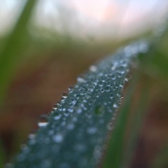 ZEBY//PRO//LENOCHODA//FORMU