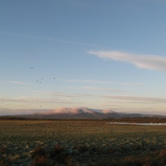 PS Caerlaverock CloseUpBarnacles ShortClip 44.1 KHz Version