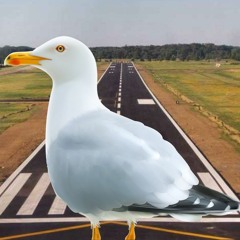 Måger på landingsbanen
