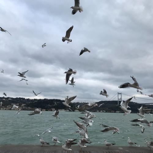 Merve Çalkan - Sevgiden Değil