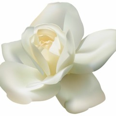 White Rose