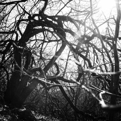 Looney Roots - La Vida (Mollono.Bass & Stephan Zovsky Dub Remix)