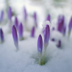 'On Hearing the First Cuckoo in Spring' played by Essex Youth Orchestra (SA 10/1/1/9/1 Part)