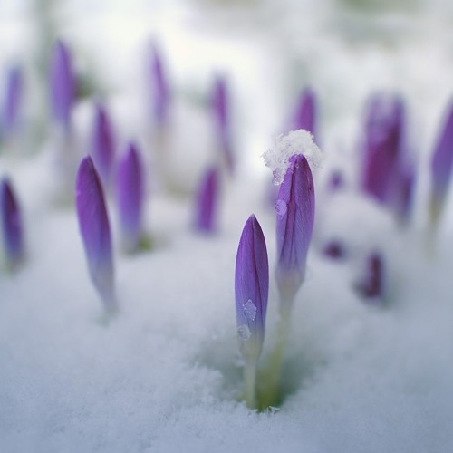 'On Hearing the First Cuckoo in Spring' played by Essex Youth Orchestra (SA 10/1/1/9/1 Part)