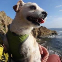 Flying Cars Sound Dangerous