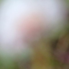 Taraxacum