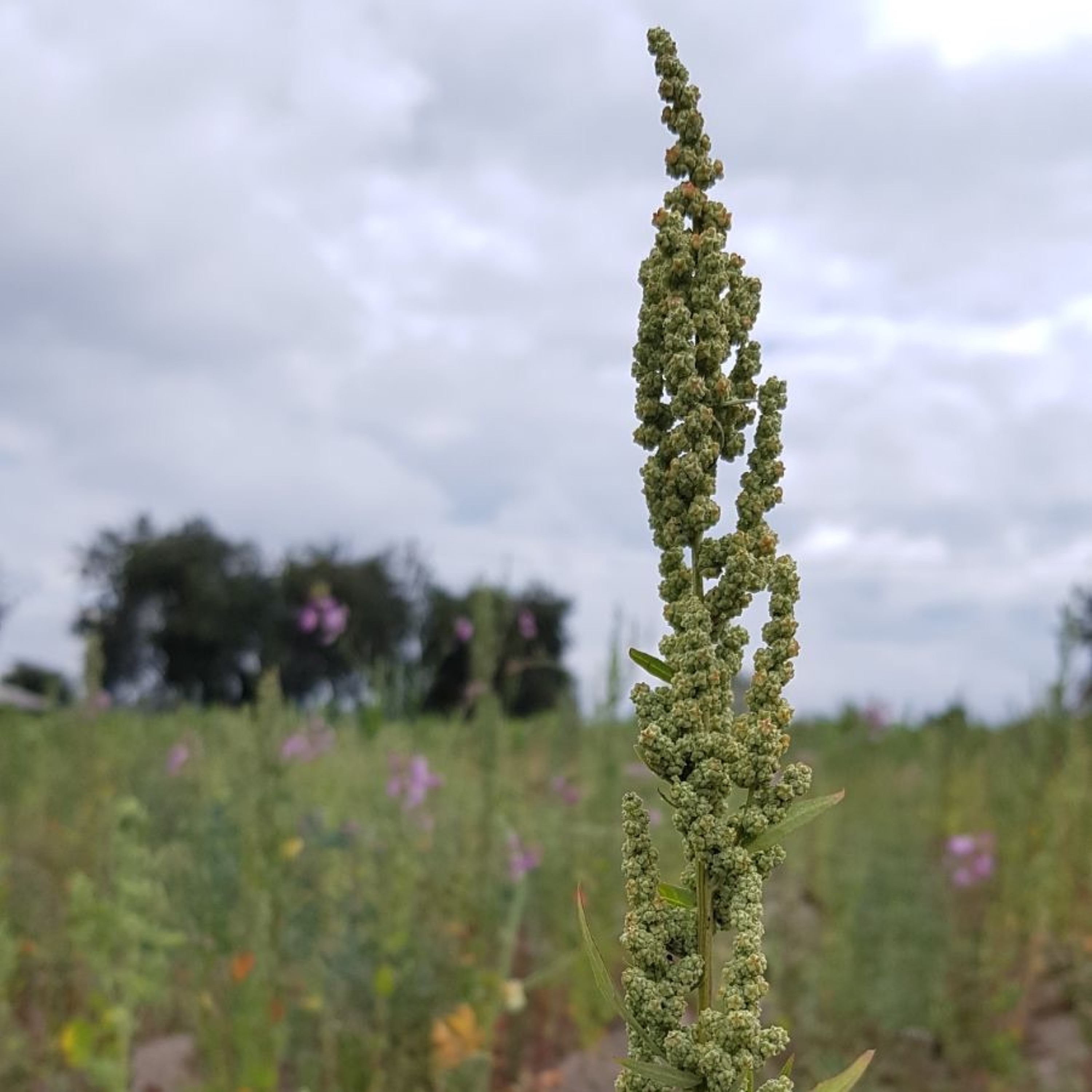 Rise of a superfood